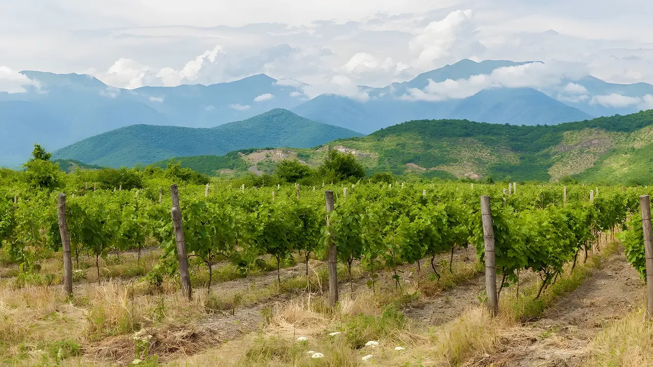 Kakheti Vineyard and Hills