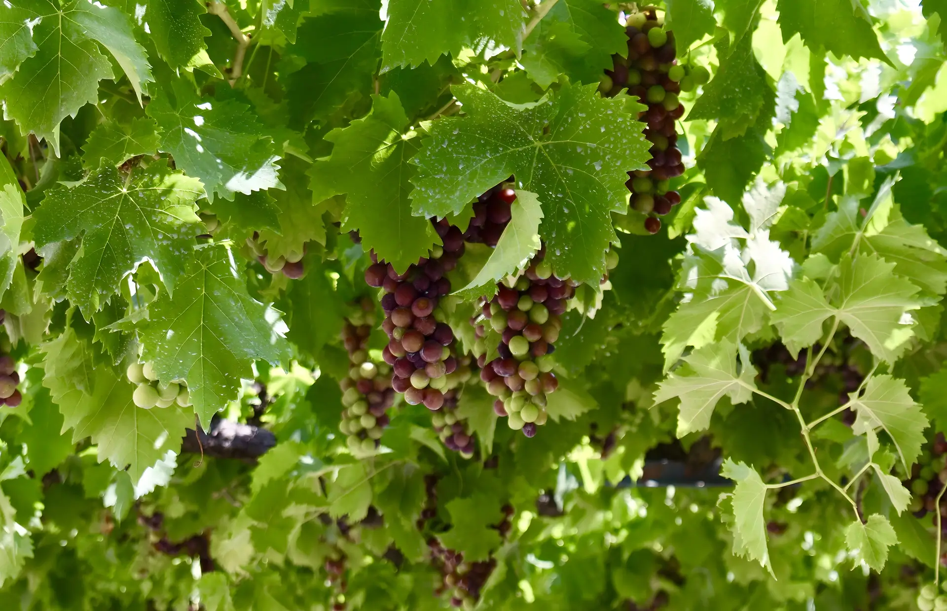 Ripe Grapes in Vineyard